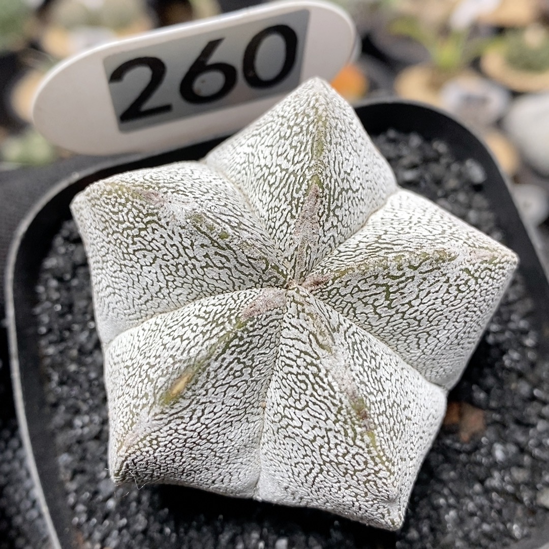 260号实生矮脚恩冢鸾凤玉5.8cm