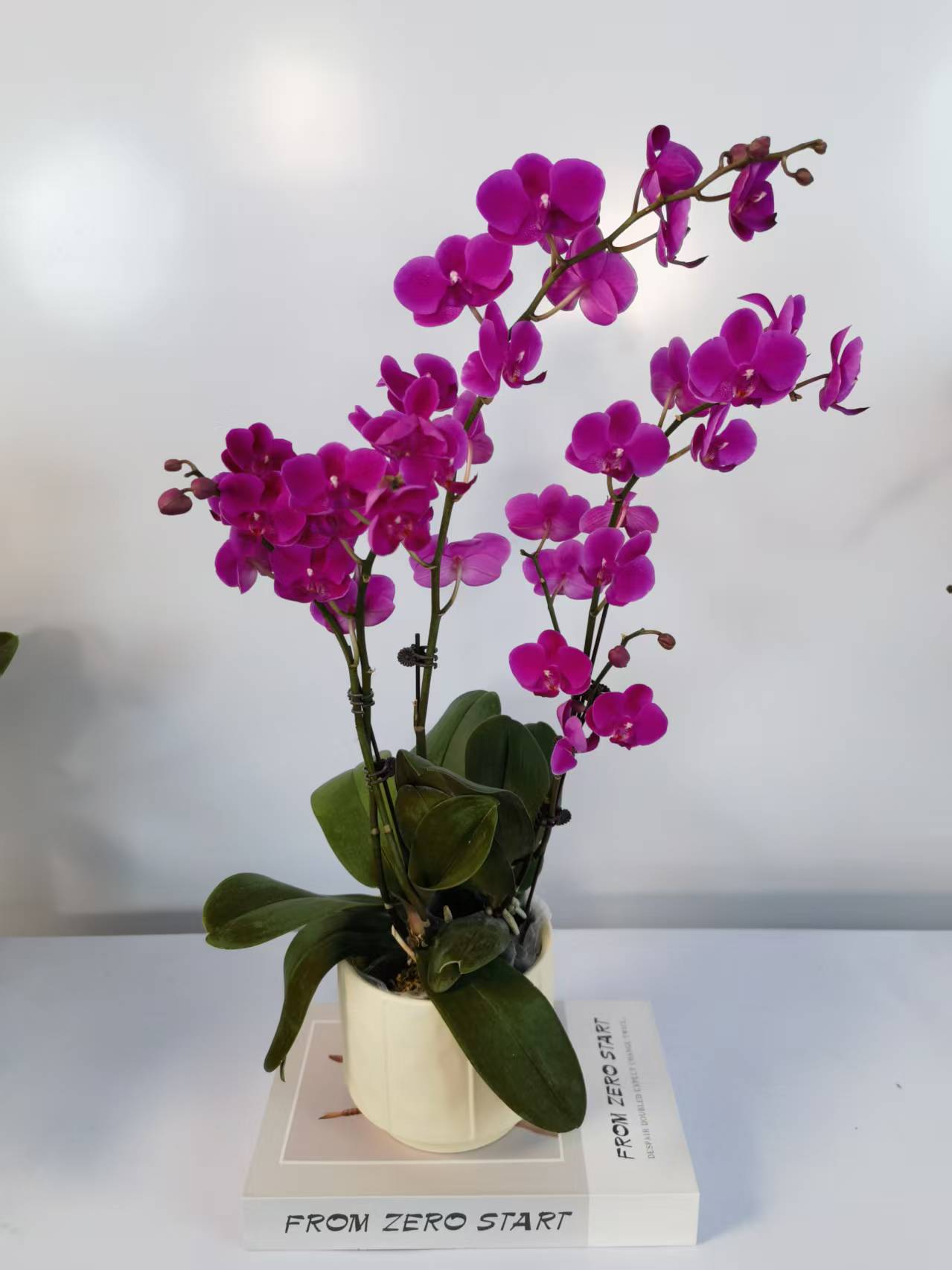 【满天红】蝴蝶兰盆栽带花苞花剑大苗客厅室内四季好养活植物花卉