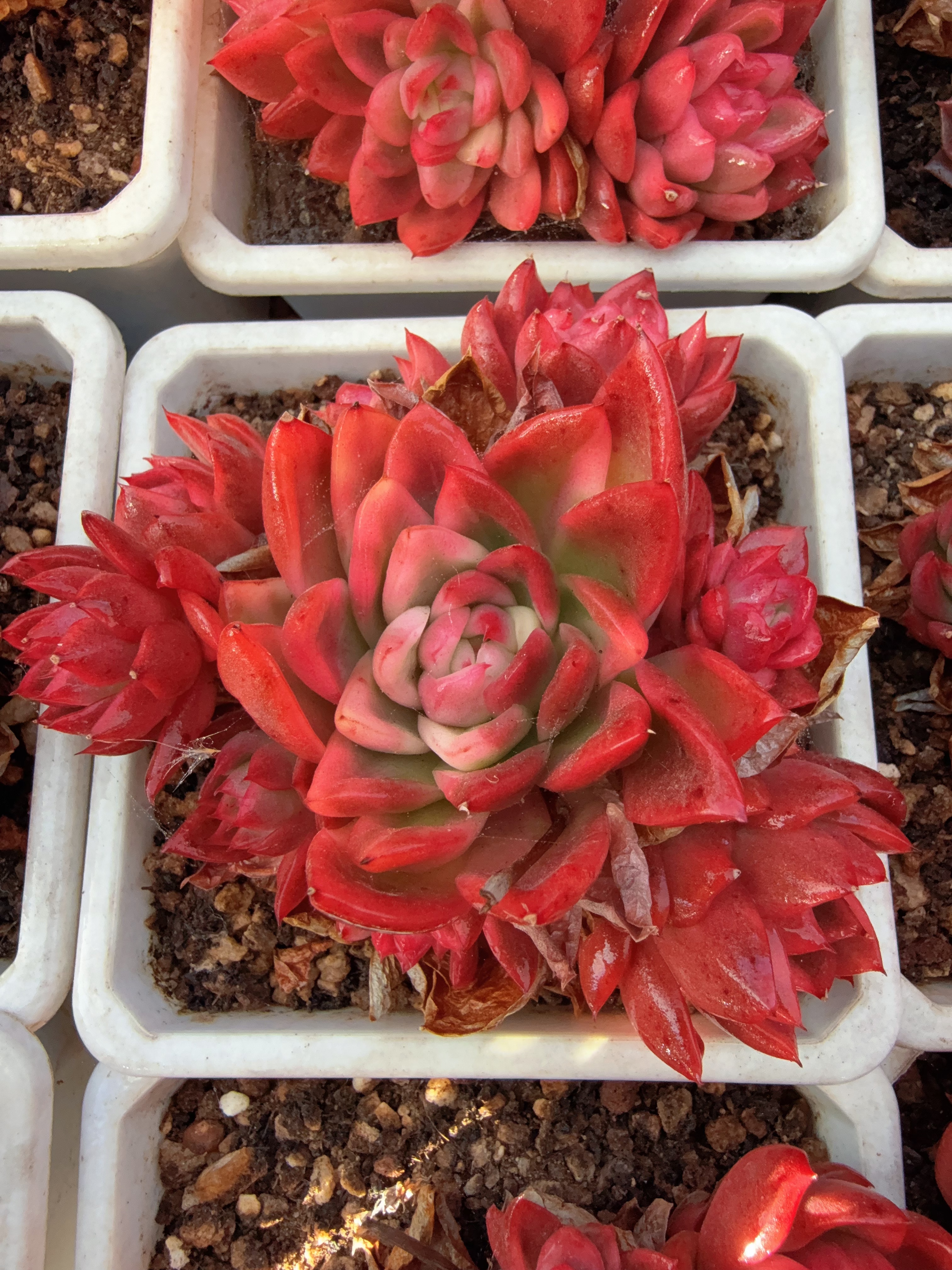 120#群生水晶珍妮玛利亚锦（10-12cm）脱土