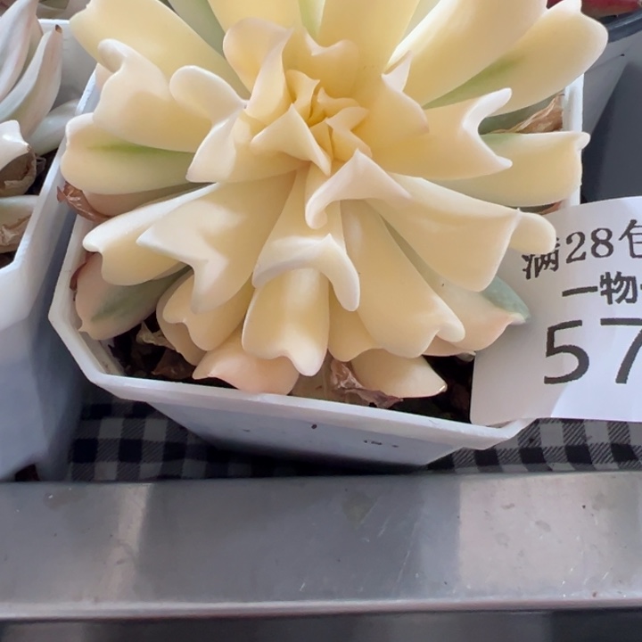 岁****特玉莲锦多肉植物578