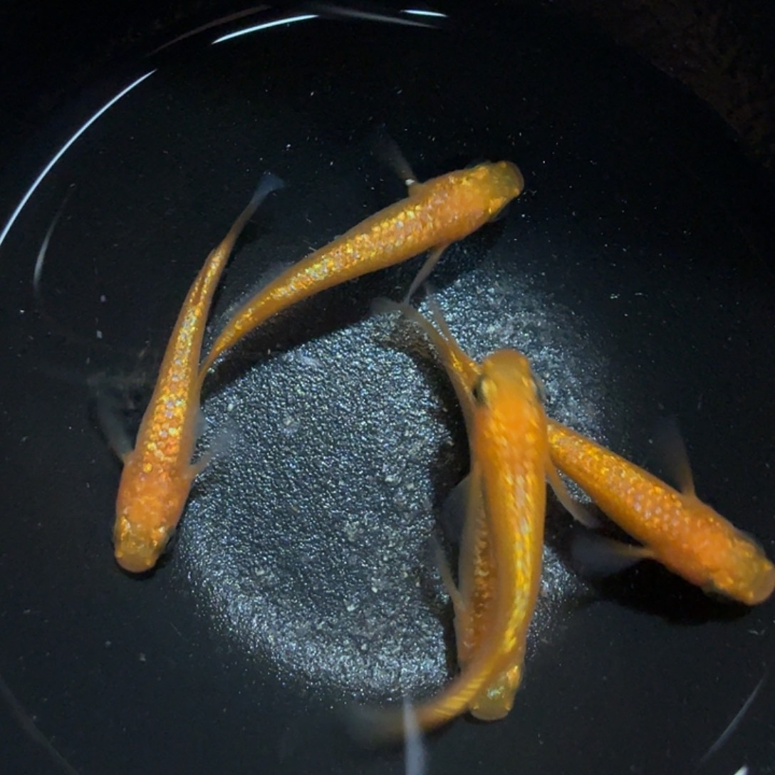 青鳉鱼017a玫瑰宝石一组