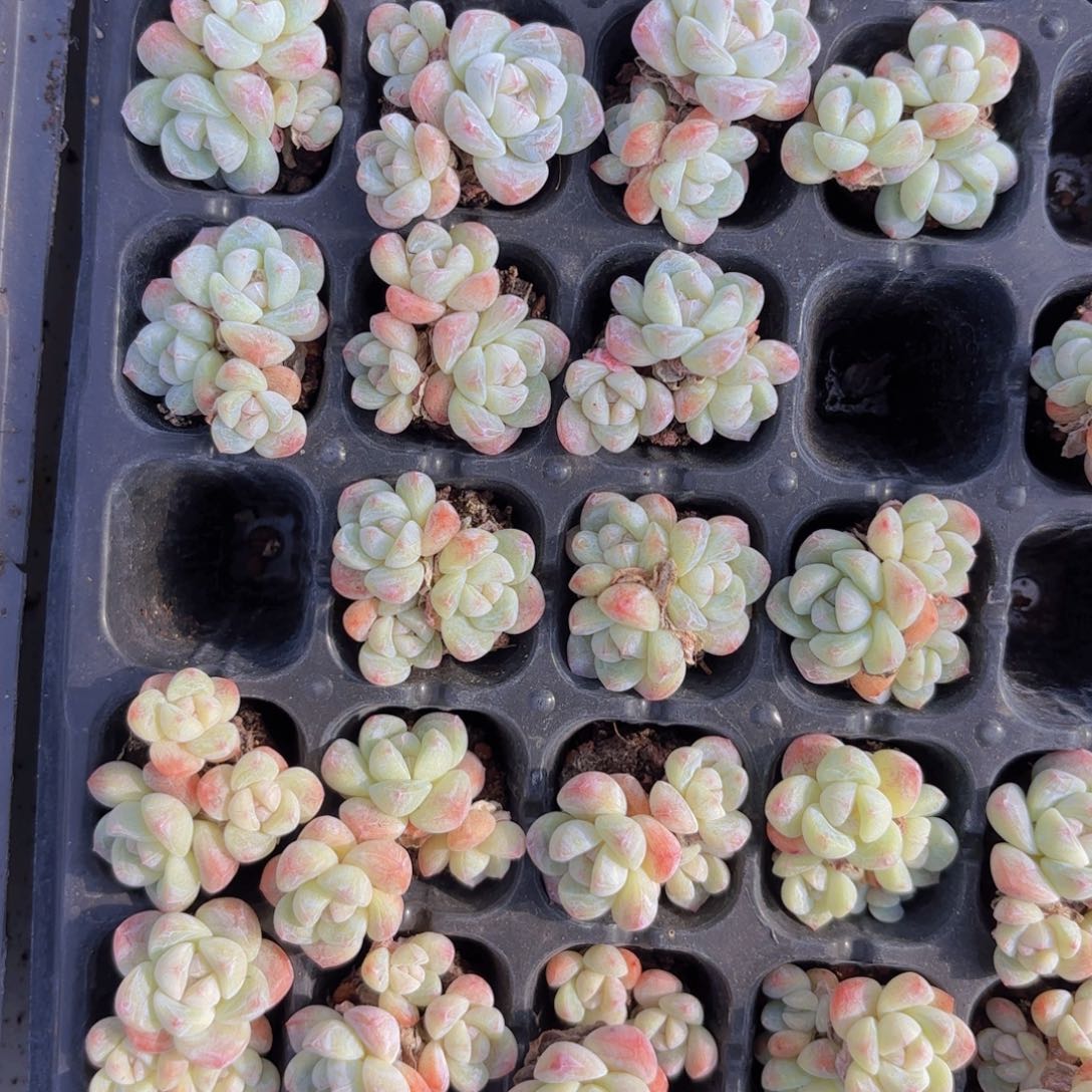 冰玉三头老桩一颗量拍