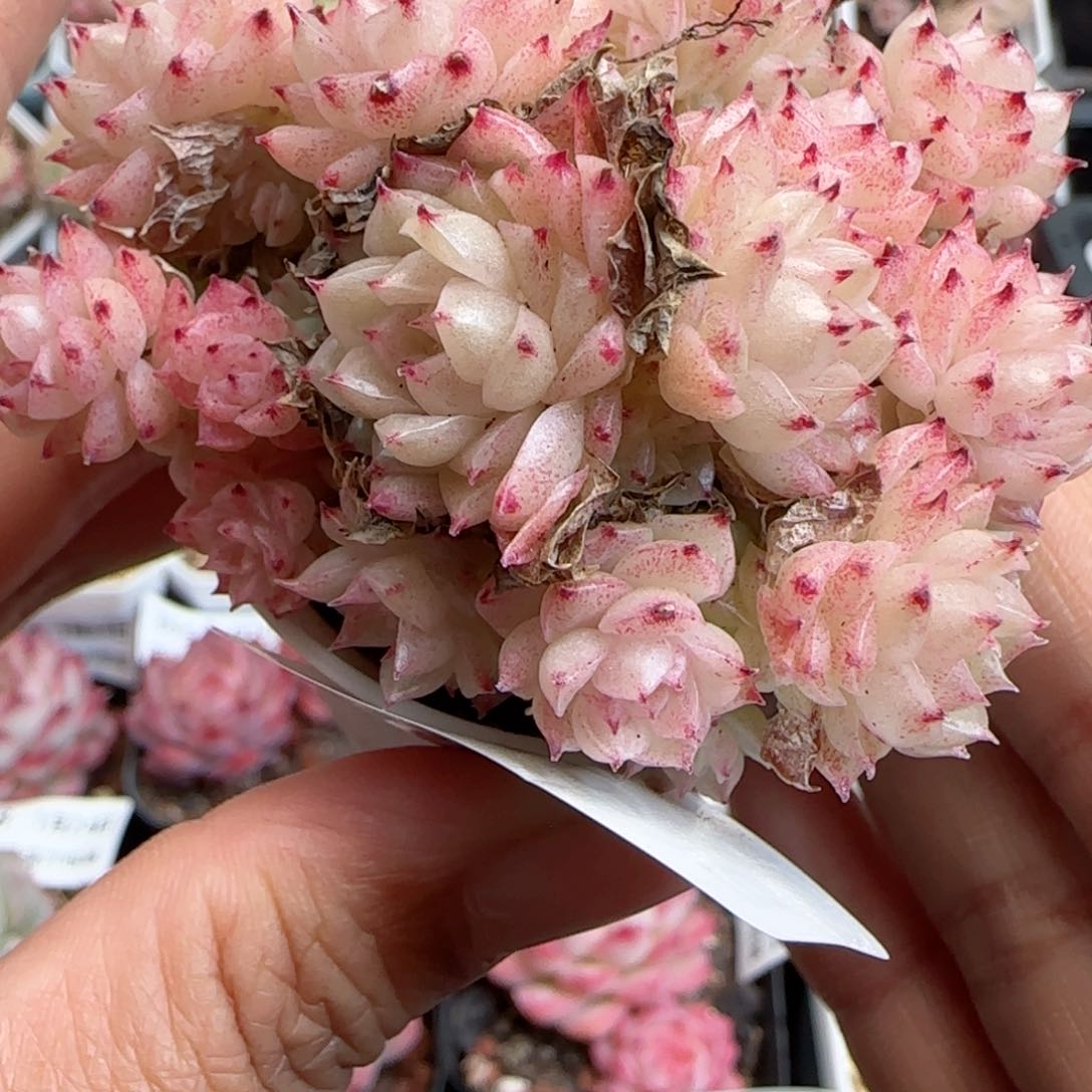 花语逸境0124-405散