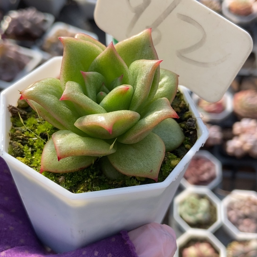 962玛利亚锦多肉植物保护