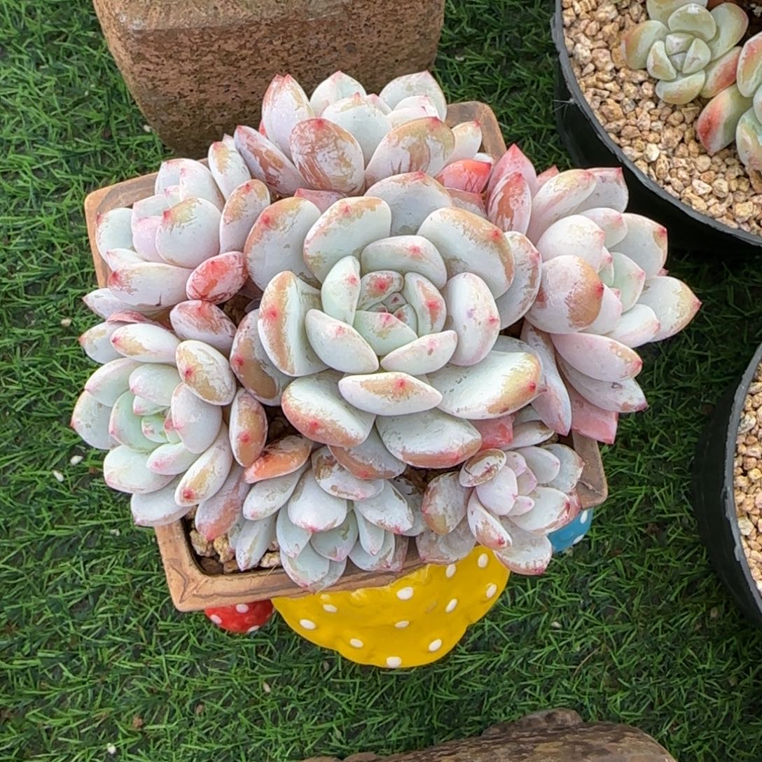 一物一拍6捧1橙子