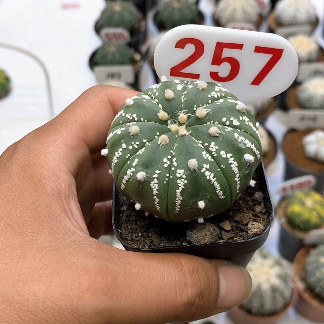 257福利特价咯啦了咯喽