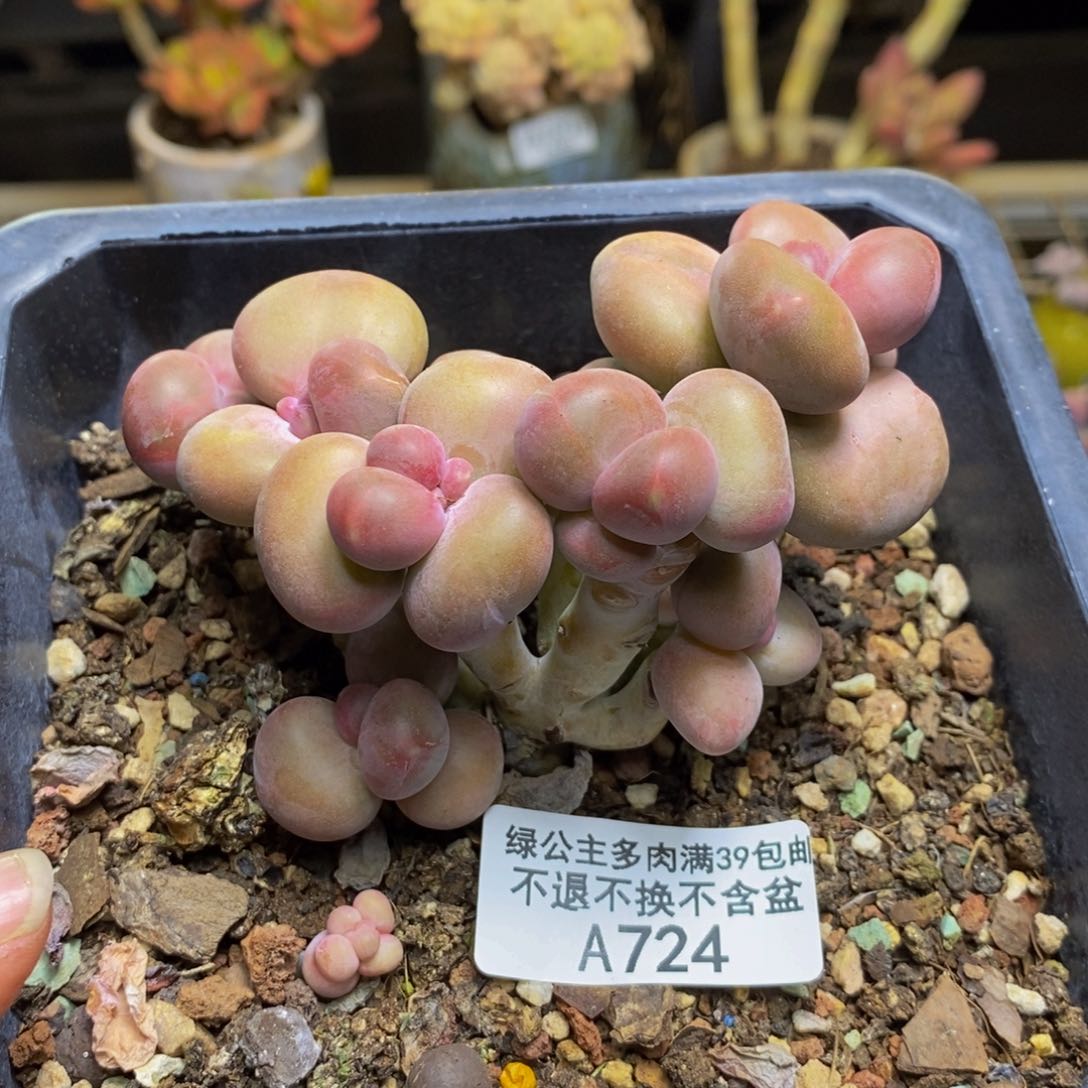 724mgnkk奶多肉8c m