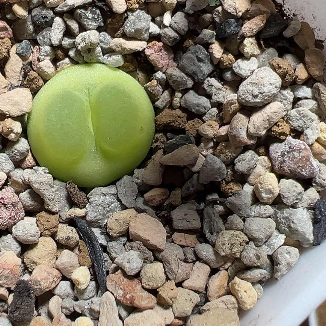 带微瑕疵1.4拉登福利