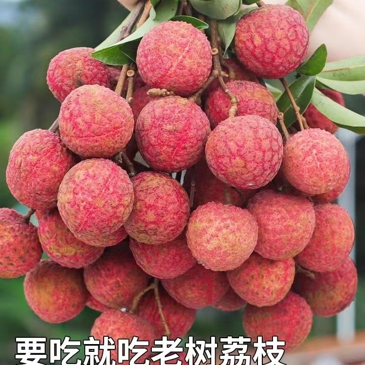 茂名乌叶荔枝5斤荔枝新鲜发货现摘现发皮薄多汁当季水果荔枝同城1荔枝同城送