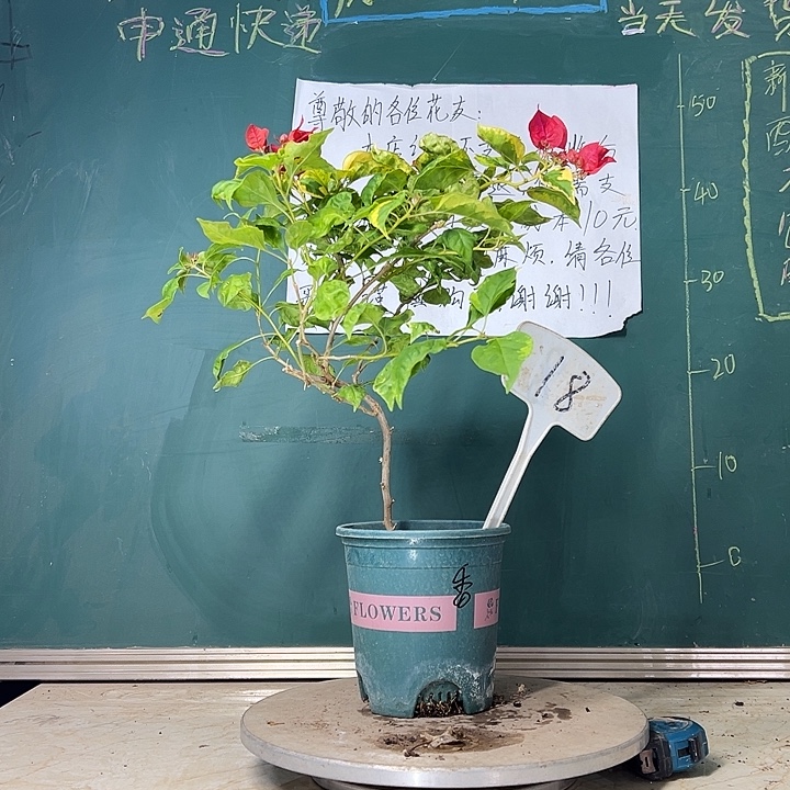 当前无花栽培后可以开花造型 香港丽人 18