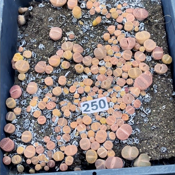 250 生石花一物一图如图带盆