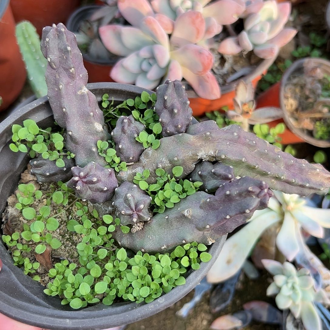 多肉植物水仙晴朗