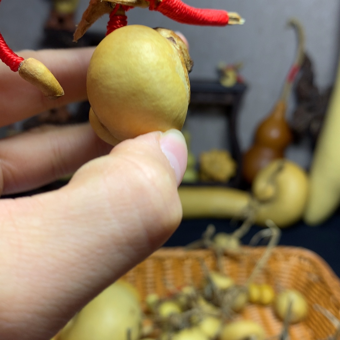 会***鱼葫芦葫芦好可爱呀