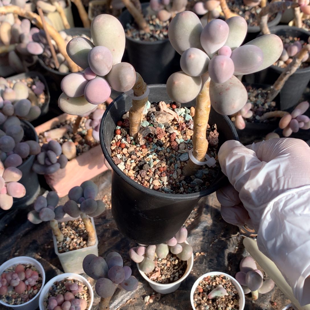 米可奶酪多肉韩国米可奶