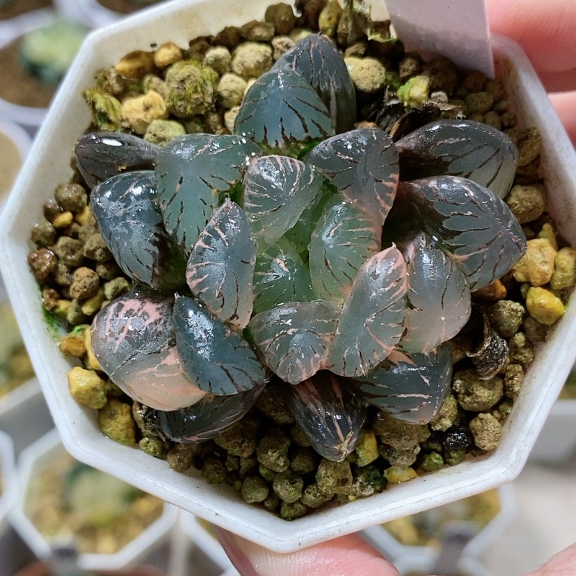 【闪购商品】139孔明灯玉露锦