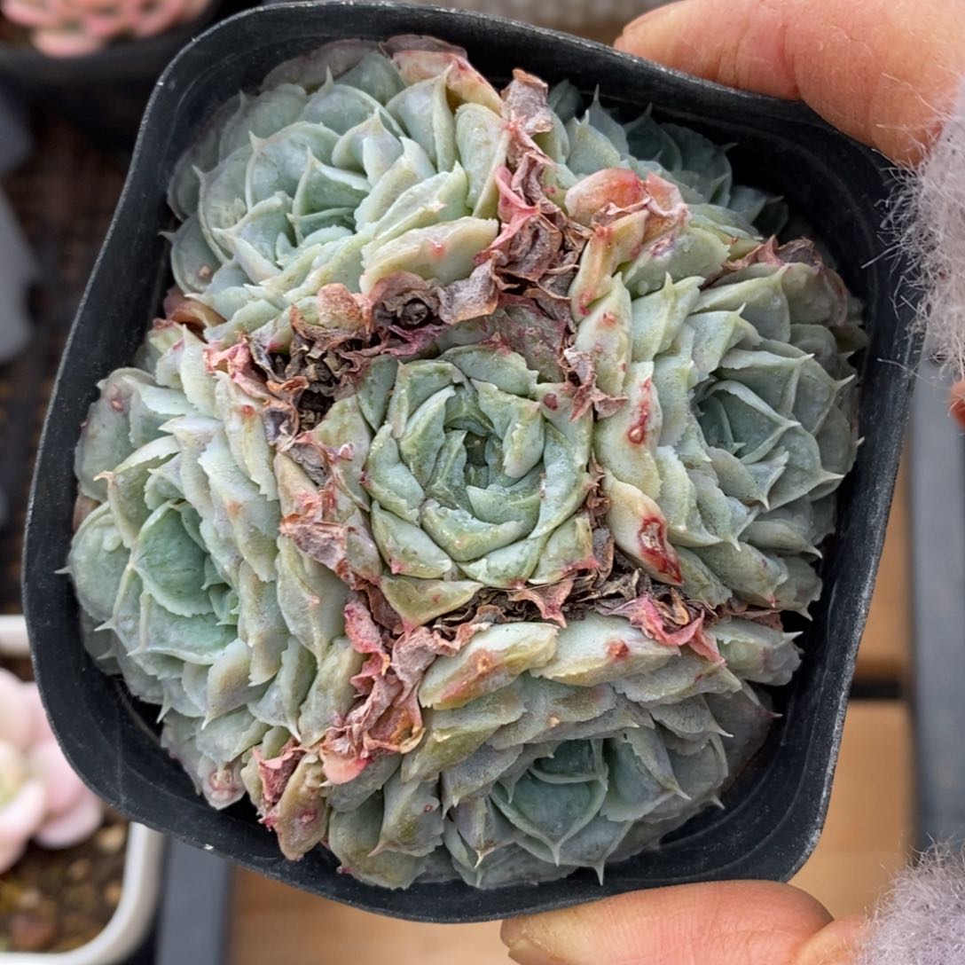 精品多肉一物一拍不包整172