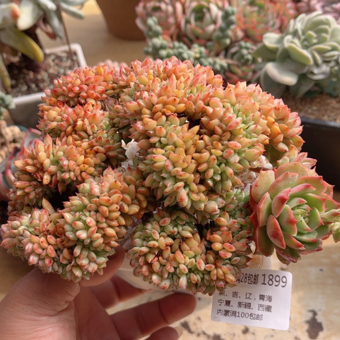 【闪购商品】1899青苹果缀