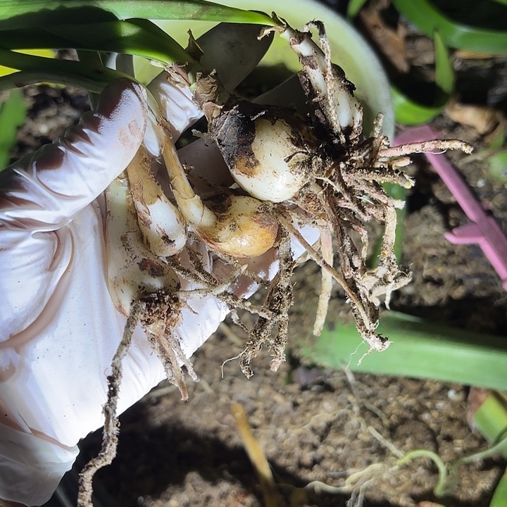 无花朵朱顶红紫纹5侧