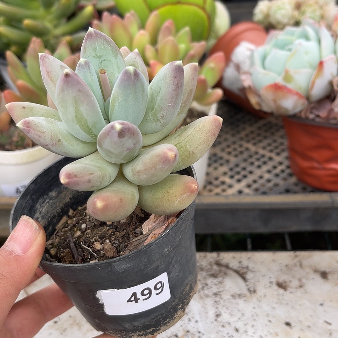 松果。 499。 1111111111