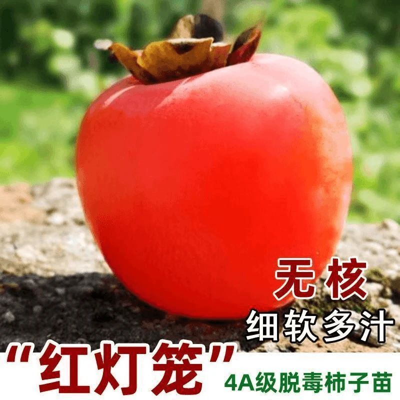 嫁接红灯笼柿子苗树抗寒柿子树苗南方北方种植树苗