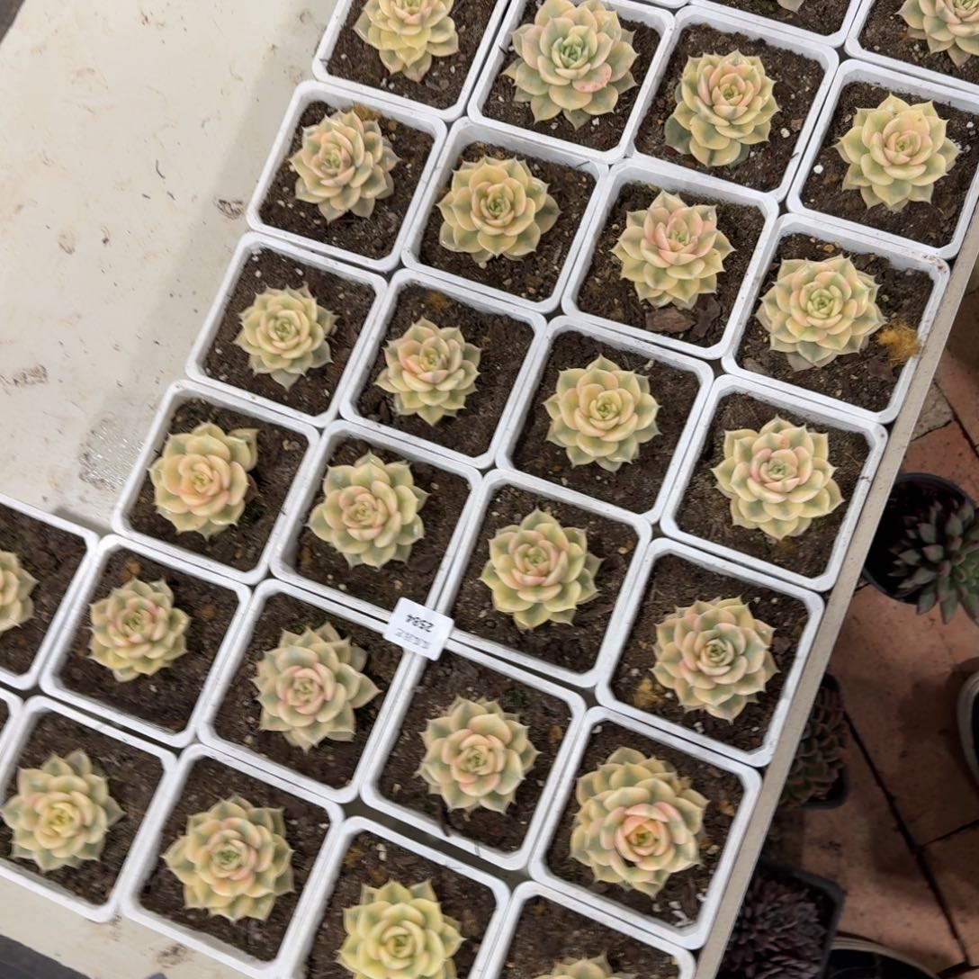 远****2584贝加尔湖锦30颗多肉植物