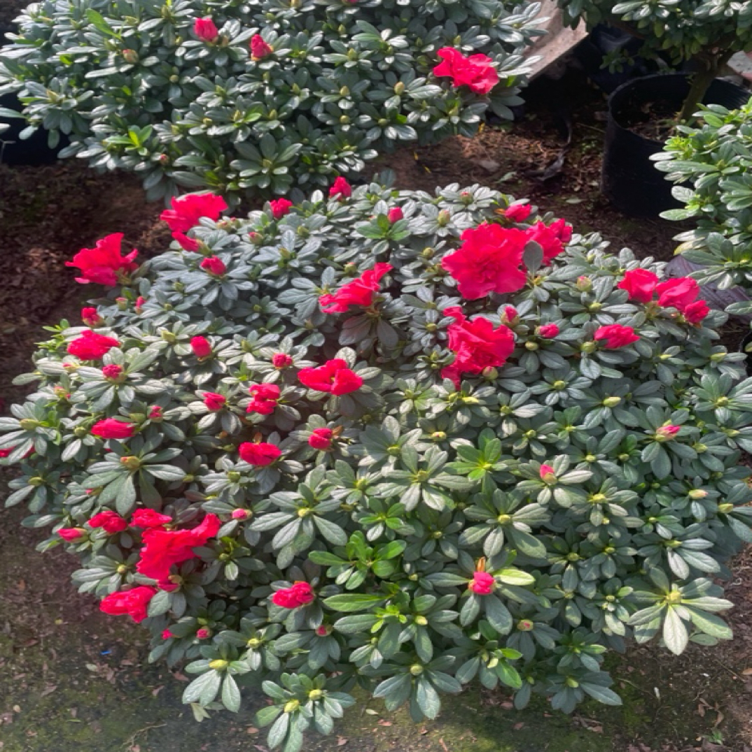 带花苞杜鹃花石楠花盆栽室内外好养四季开花杜鹃花直播间现场发货