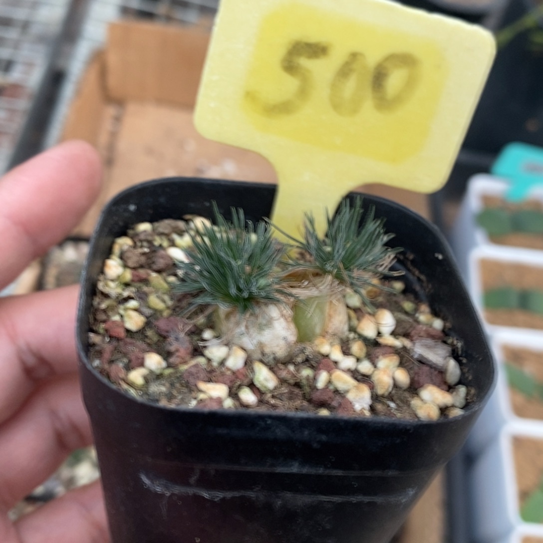 毛叶迷你海葱多肉