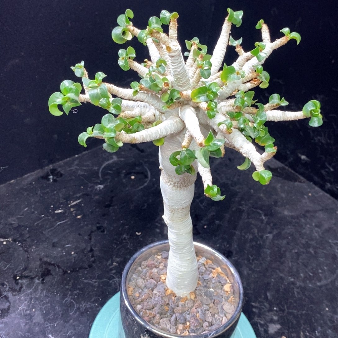 高枚多肉植物一个