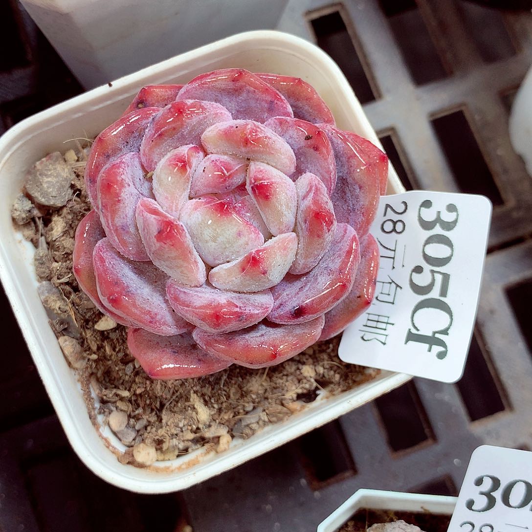 5厘米盆精控多肉305