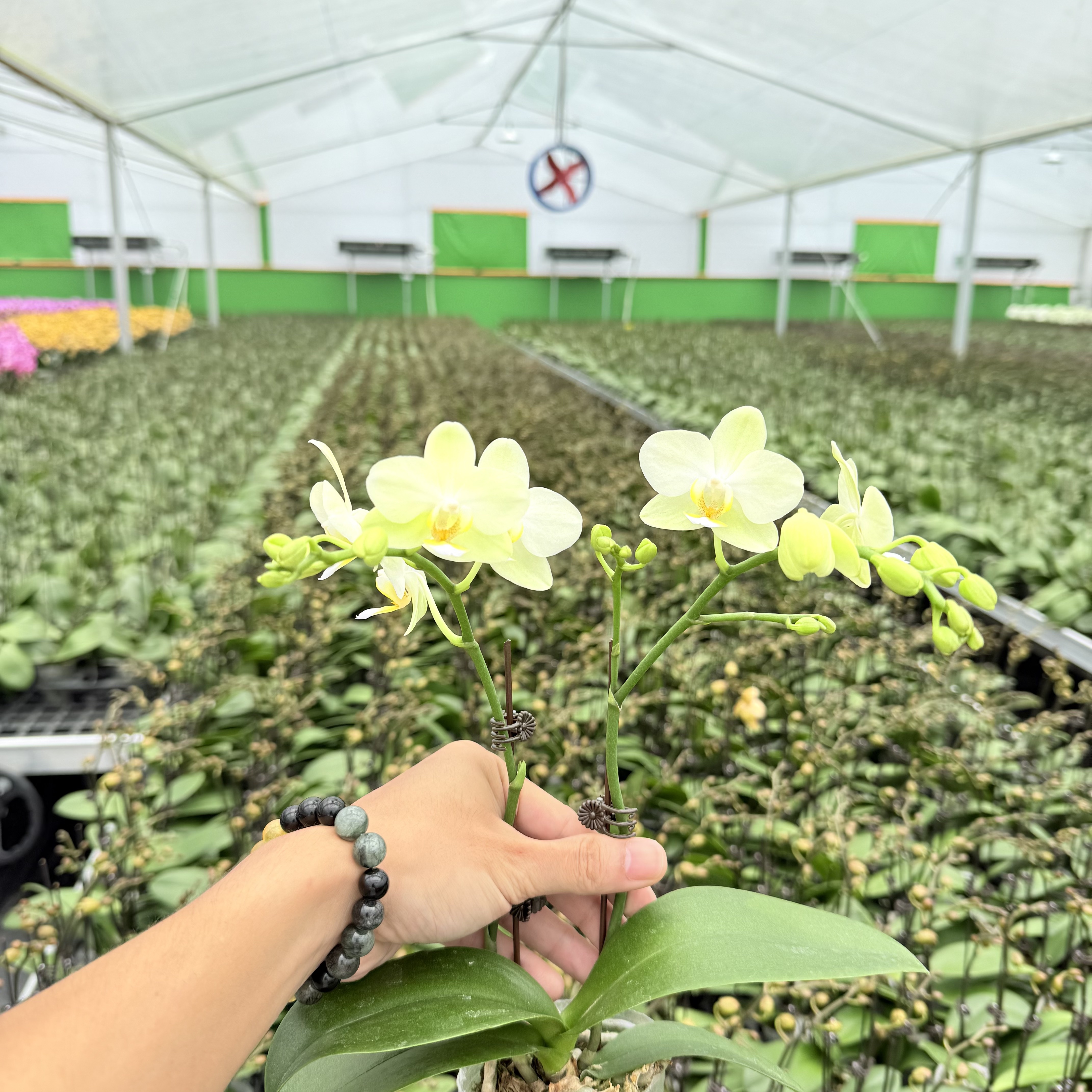 【卡丽】花心思精品蝴蝶兰  清爽森系 带花带花苞 长花期  2.8寸杯