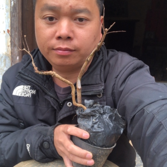 无花朵盆景盆栽（不退不换不包成活率）