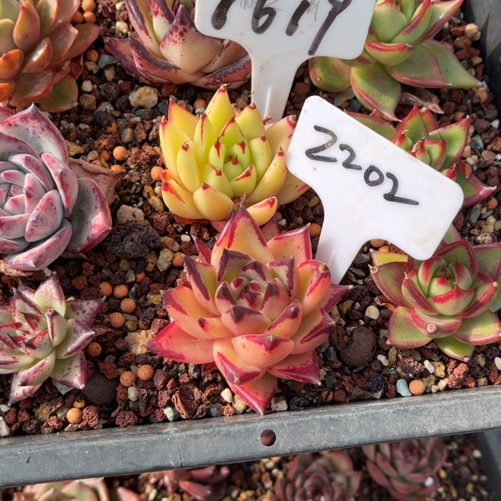 2202多肉0000000000