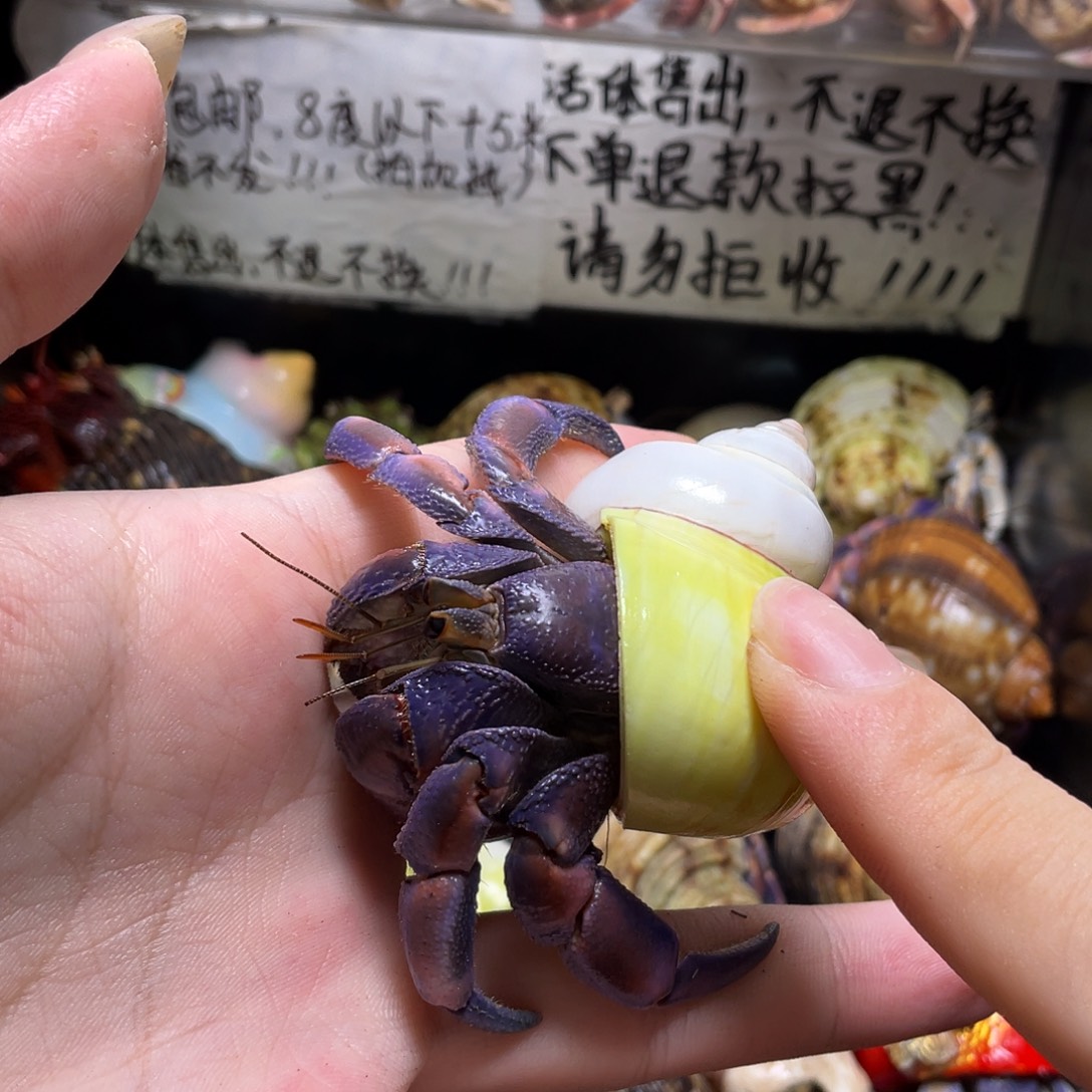 10号，2.9口紫陆寄居蟹