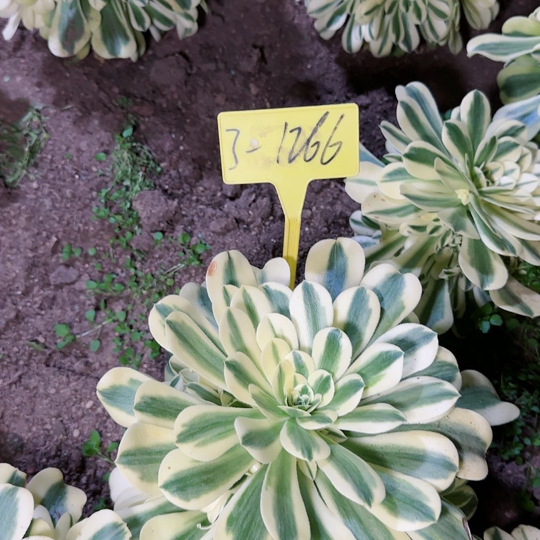 3-1266---辛尼亚多头多肉