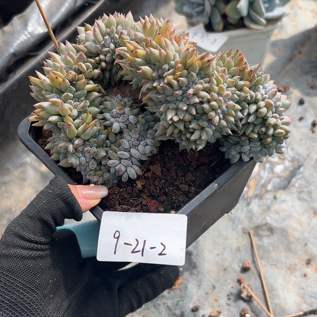 9-21-2星影缀多肉植物