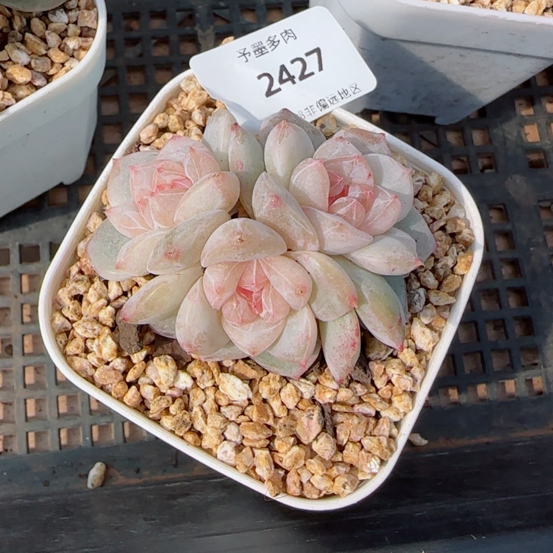 雨露泡泡，2427多肉植物