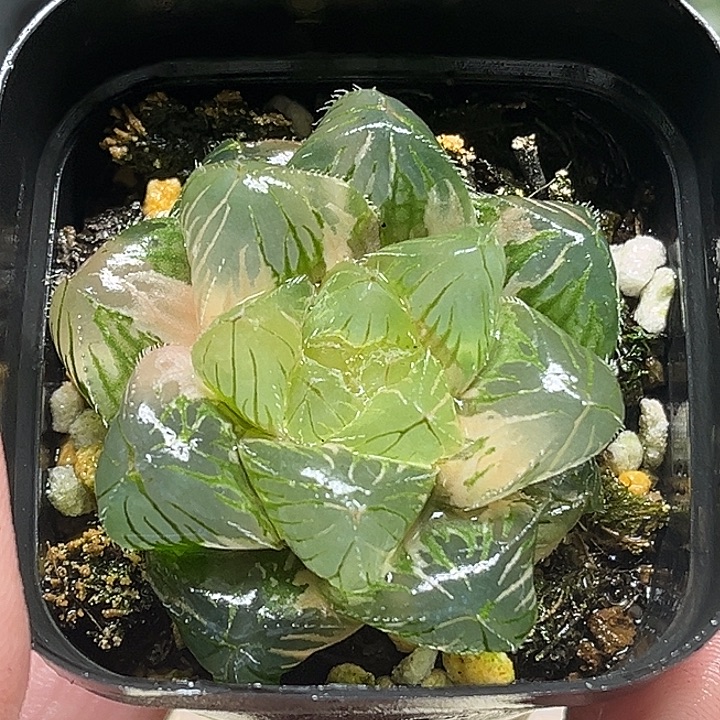 141大窗冰魄玉露锦