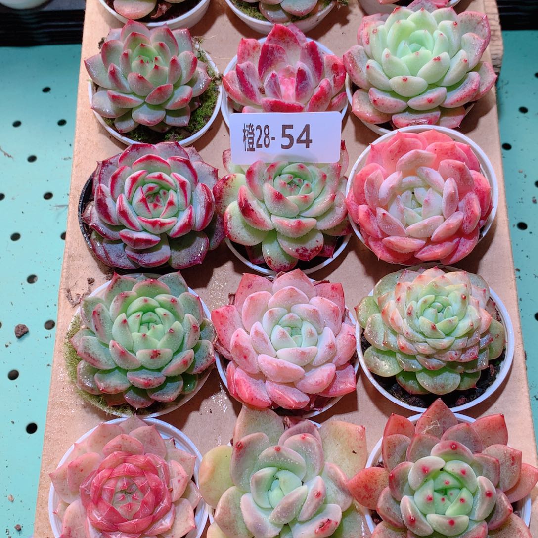 28-54一物一拍多肉带盆18颗