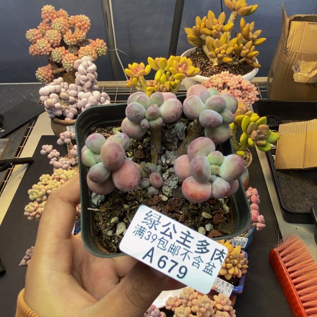 679苹果奶一代多肉5c m