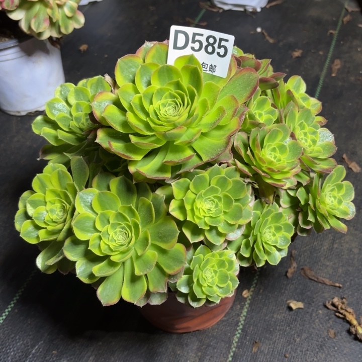 瑞妈一物一拍585