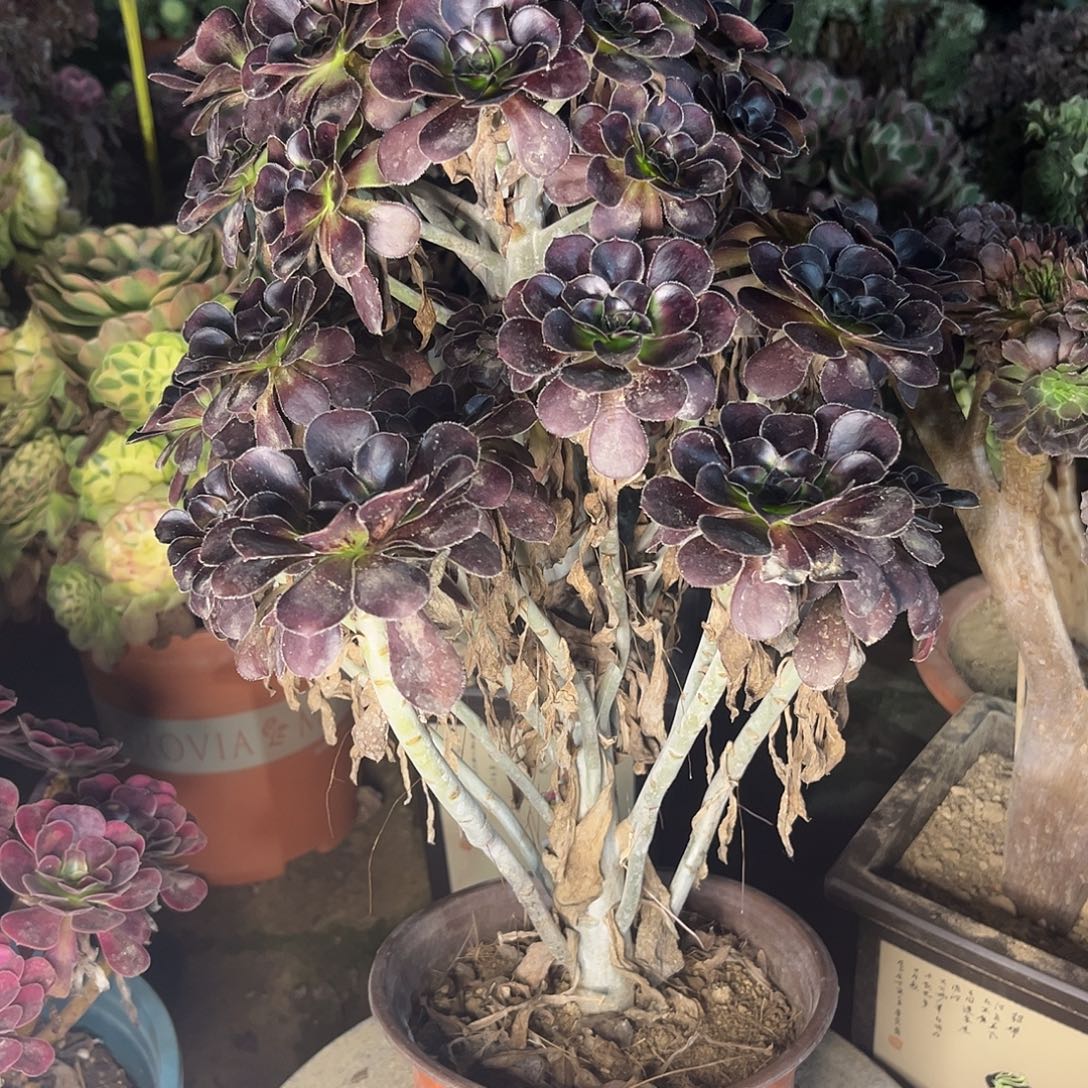 4黑原液法师多肉植物