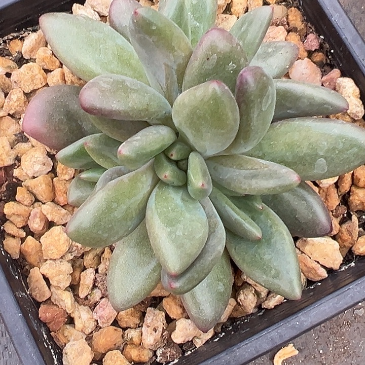 5头美人特价福利美人