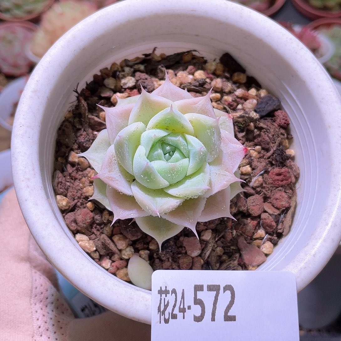 花利美24-572麦秆