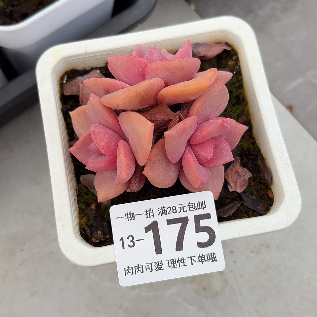 彩虹糖无盆无发货无