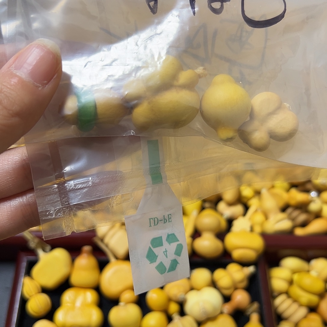 和***菌葫芦打孔不退不换