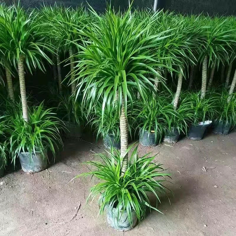 带盆双层老桩龙血树大型客厅盆栽绿植室内净化空气四季常绿黄金