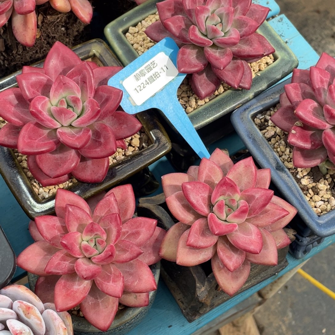 1224-11-正版赫菲单头福利一颗量拍