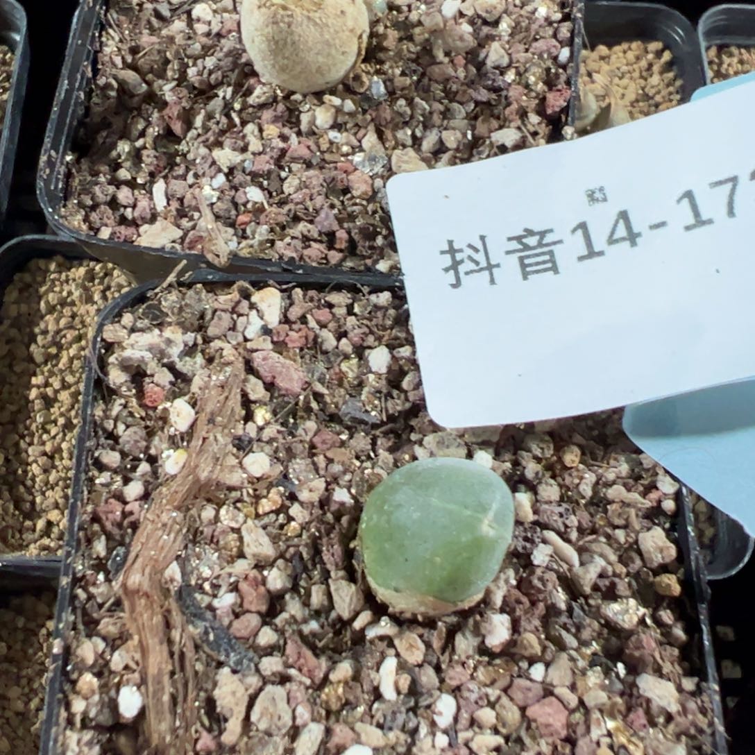 14-173量拍哈莫冰晶兔子一颗