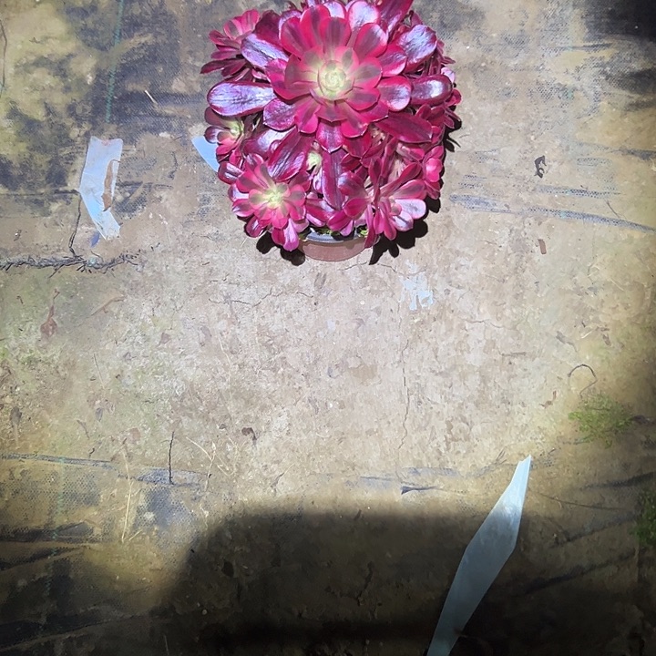 法师一物一拍链接24