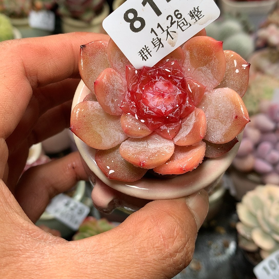 精控拇指盆11.26814